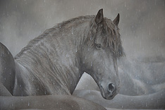 Detail eines fotorealistischen Gem&auml;ldes von Pferden im Regen des K&uuml;nstlers Michael Hotz